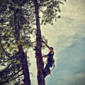 Enhance Property Appeal with Expert Arborist Services